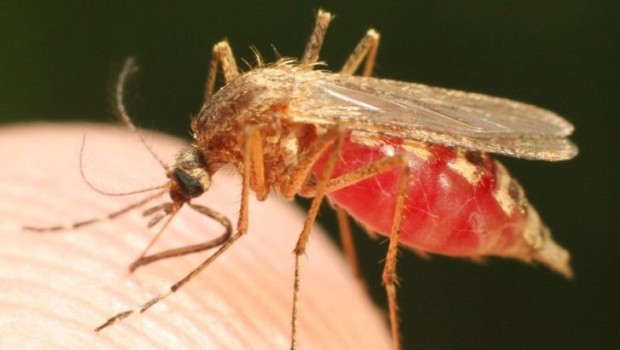 Rusya'dan 'Türkiye'de Zika virüsüne rastlandı' uyarısı