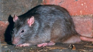 Tahran'ı fareler bastı