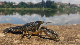 Erkeği olmadan üreyebiliyor! Bu hayvan dünyayı istila ediyor