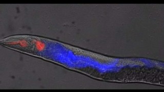 Bilim insanları ölüm anını böyle görüntüledi