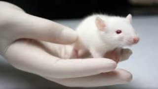 Farelerde yaşa bağlı dayanıklılık kaybı tersine çevrildi