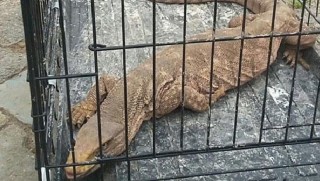 Kürt ilinde bulundu... Nesli tükenmek üzere!