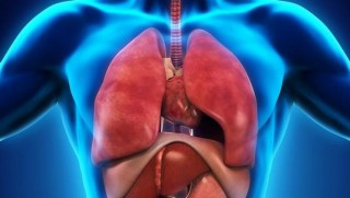 İnsan vücudunda yeni bir organ keşfedildi: İnterstitiyum