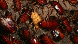 Çin devasa çiftliklerde neden yılda 6 milyar hamam böceği üretiyor?