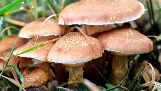 İran'da 700 kişi mantardan zehirlendi