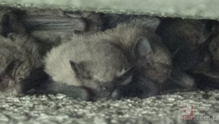 Beytüşşebap’ta yarasalar evleri istila etti