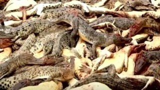 Endonezya'da timsahlara intikam saldırısı