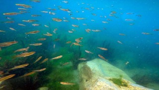 Ağrı Dağı eteklerinde doğal akvaryum