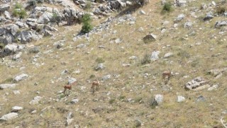 Kürt ilinde görüldü.. 100 yıl aradan sonra ilk kez