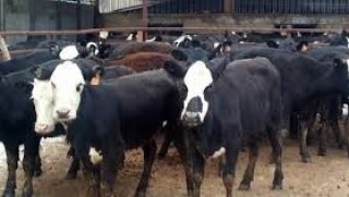 Bingöl'de 31 köy karantinaya alındı