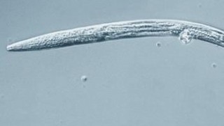 40 bin yıl sonra canlandılar