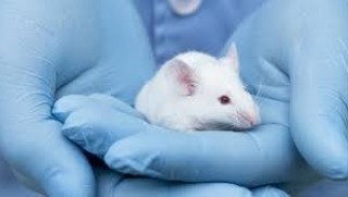 Gen düzenleme insanlardaki kelliği ve kırışıklığı tersine çevirebilir 