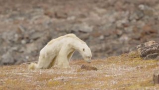 2.5 milyar kez izlenmişti... Dünyaca ünlü dergiden 'kutup ayısı' itirafı!