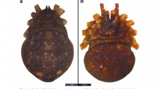 Kürt ilinde keşfedildi... Yeni bir örümcek türü