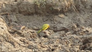 Küçük kuş, zehirli yılanı önce avladı, sonra da yedi