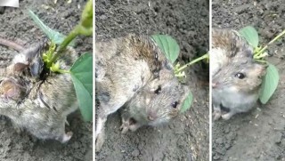 Sırtında soya filizi büyüyen sıçan görenleri hayrete düşürdü! 