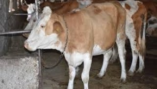 Bitlis’te şarbon vakası: 100’den fazla hayvan öldü