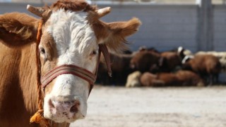 Hakkari’de 201 hayvan şarbondan öldü
