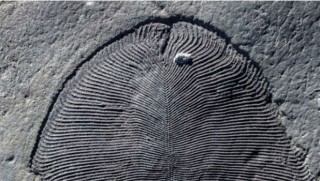 558 milyon yıllık sır çözüldü: Bilinen ilk hayvan