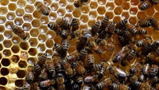 Van'da arı ölümleri korkuttu