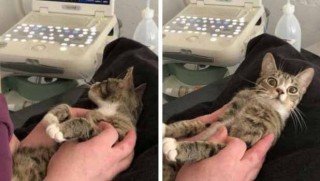 Hamile olduğunu öğrenen kedinin gülümseten ifadesi