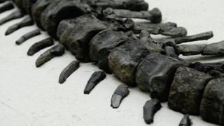 Arjantin’de bulundu... Bilinmeyen bir dinozor türü!