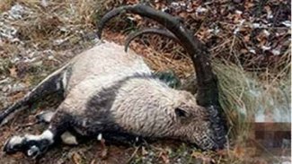 Dersim'de nesli tükenmekte olan dağ keçisini öldürdüler