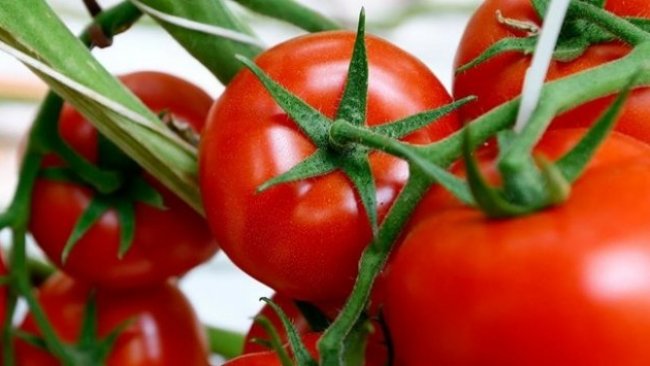 Rusya, Türkiye'den ithal ettiği domates kotasını iki katına çıkartacak