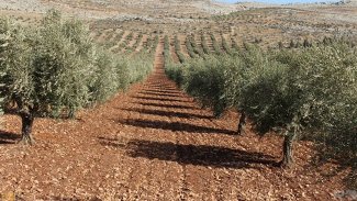 Efrin zeytinleri İsviçre Parlamentosu gündeminde