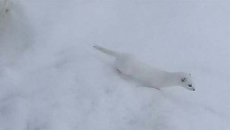 Beyaz Gelincik, Dersim'de görüntülendi