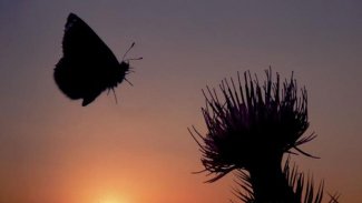 Dünya böcek popülasyonu tehdit altında