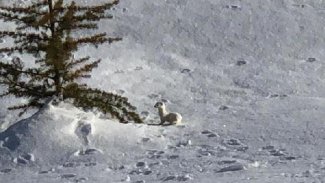 Nesli tükenen beyaz gelincik Kürt illerinde görüldü