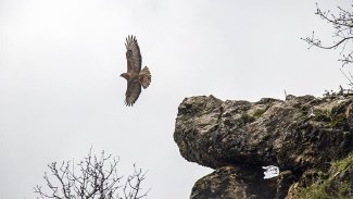 Kürt ili şahinlere ev sahipliği yapıyor