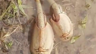 200 milyon yıllık ‘yaşayan fosil’ görüldü