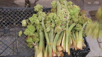 Uçkun tezgahlardaki yerini aldı