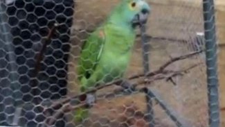 Polis baskını sırasında sahibini 'Annecim, polis' diye uyaran papağana gözaltı