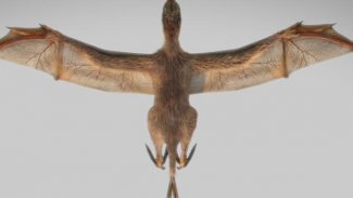 Yeni bir tür keşfedildi! Kanatları var...