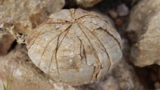 Adıyaman’da 85 milyon yıllık fosil bulundu