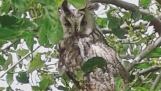 Kürt ilinde görüldü... Nesli tükenmek üzere!