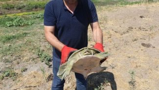 Diyarbakır'da bulundu...Nesli tükenmek üzere!