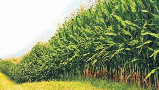 Rojava sınırında uzun boylu bitki ekimi yasaklandı