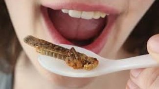 Böcek yemek kanserden koruyabilir