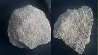 Gabar Dağı'nda 45 milyon yıllık fosil bulundu