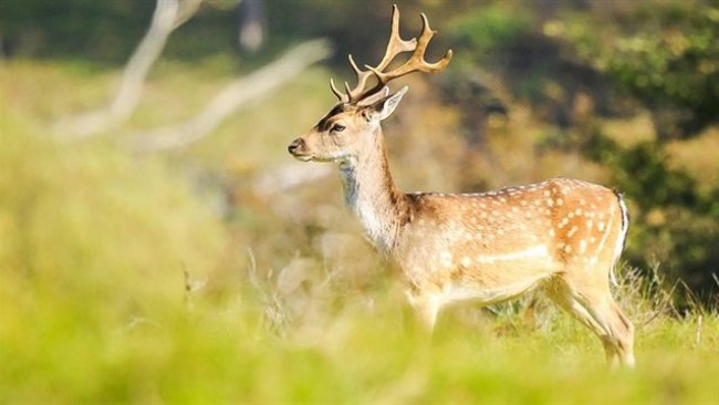 Ormanlardaki hayvan popülasyonunda yarı yarıya azalma