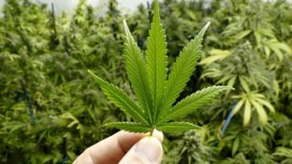 Harvard bilim insanları marihuana ile pankreas kanser hücrelerini öldürdü