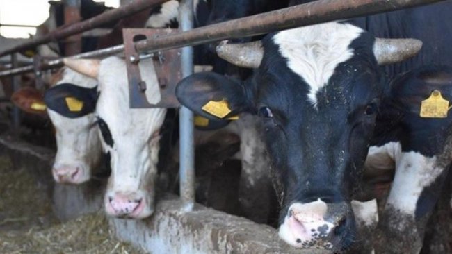 IŞİD bomba yüklü iki inekle saldırdı