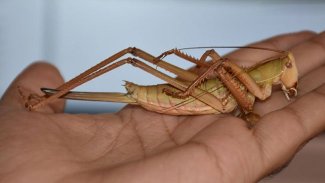 Kürt ilinde yeni bir çekirge türü keşfedildi