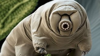 Bilim insanları, su ayılarının nasıl 'tank' kadar dayanıklı olduğunu buldu