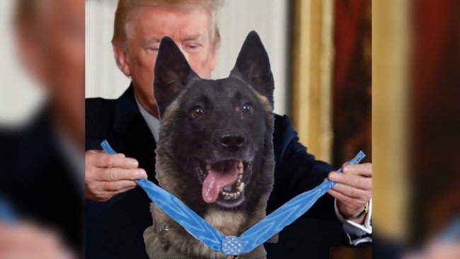 Trump'tan 'ABD’nin kahramanı’ köpeğe madalya