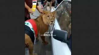 Irak'ta göstericiler eylem alanına polis köpeğine karşı aslan getirdi